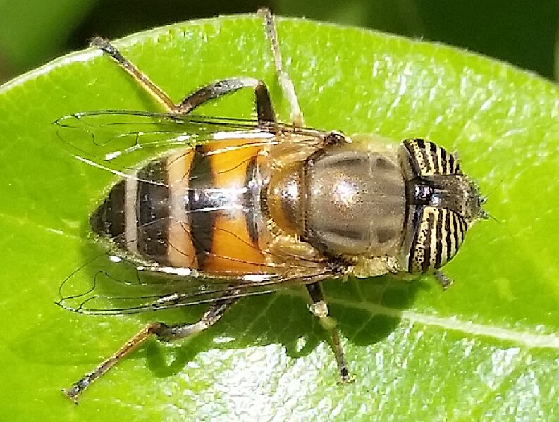 File:2016 06 22 Schwebfliege1A.jpg