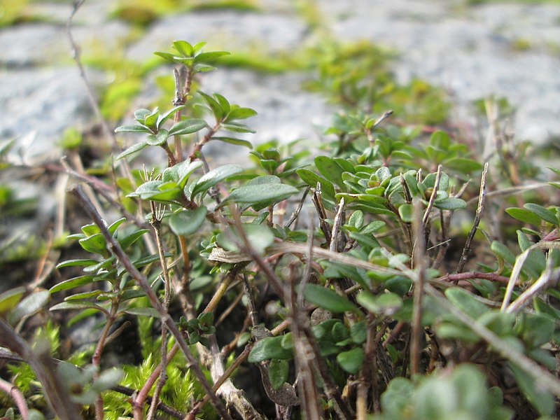 File:20180216Thymus pulegioides3.jpg