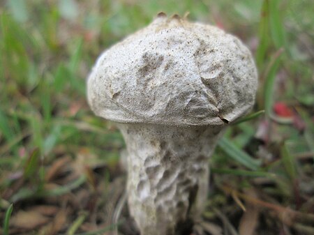 ไฟล์:20180330Lycoperdon perlatum1.jpg