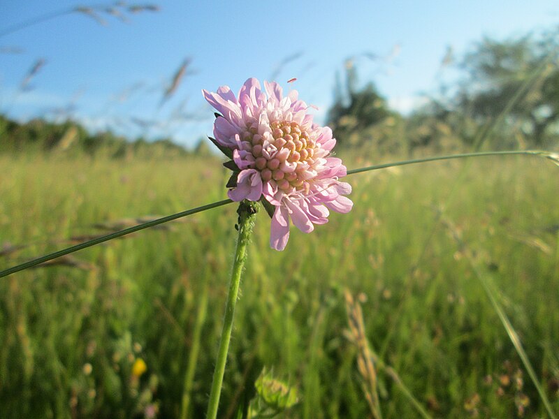 File:20200611Knautia arvensis1.jpg