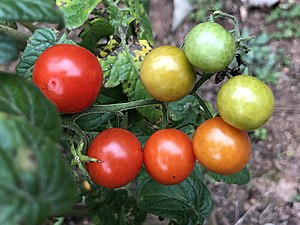 2021-10-25 16 27 22 Cherry tomatoes ripening along Indale Court in the Franklin Farm section of Oak Hill, Fairfax County, Virginia.jpg