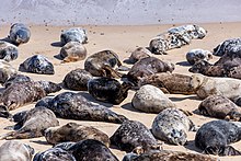 Seals at Horsey Dunes 20210411 Horsey Dunes seals-46.jpg