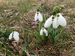 Ghiocel (Galanthus elwesii)