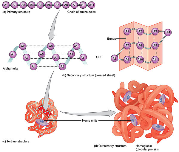 Constituent amino-acids can be analyzed to predict secondary, tertiary and quaternary protein structure, in this case hemoglobin containing heme units