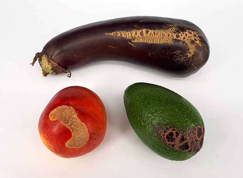 File:3 x Fruit scab - Nectarine - Avocado - Eggplant - 2017 A.jpg