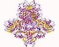 Hình thu nhỏ cho N-Acetylglutamate synthase