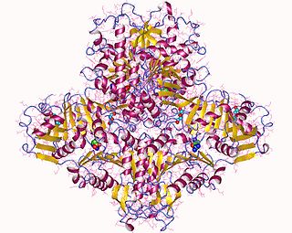 <i>N</i>-Acetylglutamate synthase