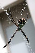 Miniatura para Argiope argentata