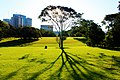 An evening in the Royal Botanic Gardens Sydney