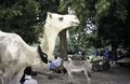 Un camello blanco en la parte del mercado de los viernes donde vienen los peul, 2001/A white camel on the part of the Friday market where the Peul come, 2001/Ġemel abjad min-naħa tas-suq tal-Ġimgħa fejn jiġu l-Peul, 2001