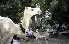 The Roadblock in Burkina Faso required one team member to milk a camel. ASC Leiden - van Achterberg Collection - 5 - 042 - Portrait d'un chameau blanc sur la partie du marche - Dori, Seno, Burkina Faso, 19-26 aout 2001.tif