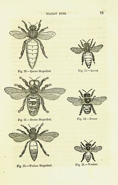 File:A key to successful bee-keeping (Page 75) BHL42134915.jpg