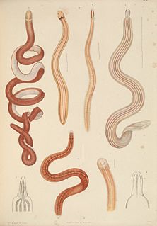 <i>Emplectonema neesii</i> Species of ribbon worm