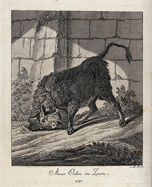 File:A raging aurochs turning up ground with its horns in an encl Wellcome V0021074.jpg