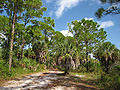 Honeymoon Island State Park, Pinellas Co., Florida