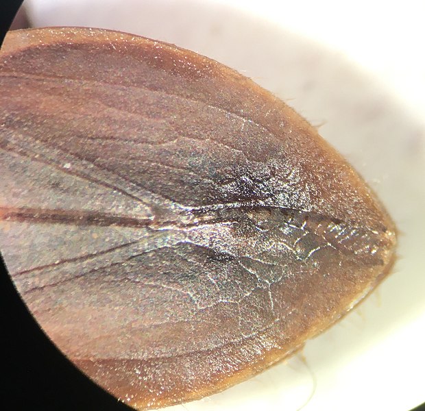 File:Abedus immaculatus 3.jpg