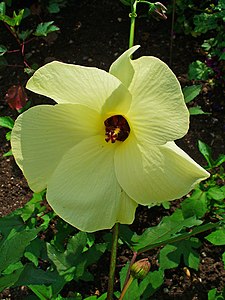 Abelmoschus manihot Flower