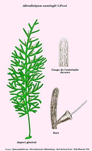 <i>Abrodictyum</i> Genus of ferns