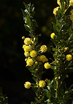 Description de l'image Acacia armata B.jpg.