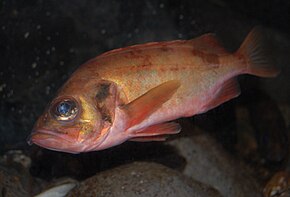 Beskrivelse af Acadian redfish.jpg-billedet.