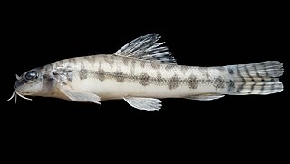 <i>Paracanthocobitis</i> Genus of fishes