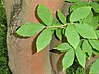 Acer maximowiczianum - Botanischer Garten, Frankfurt am Main - DSC03334.JPG