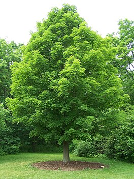 De sûkereskdoarn (Acer saccharum).
