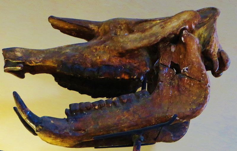 File:Aceratherium incisivum 2 skull.JPG