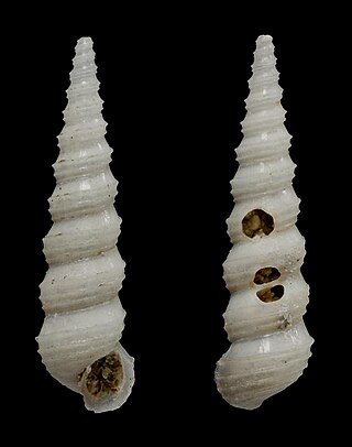 <i>Aclis beltista</i> Species of gastropod