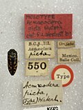 Miniatura para Acmaeodera picta