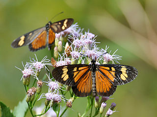 <i>Actinote</i> Genus of brush-footed butterflies