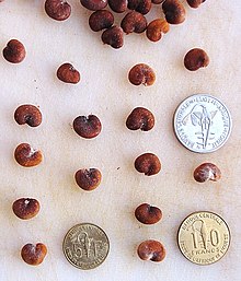 Adansonia digitata BAOBAB TREE Seeds!