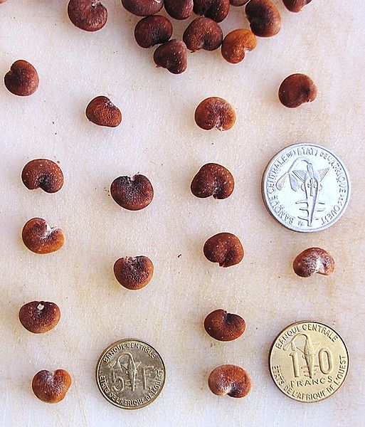 File:Adansonia digitata - baobab seeds.jpg