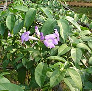 Mansoa alliacea