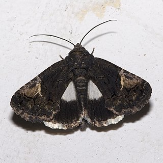 <i>Aedia funesta</i> Species of moth