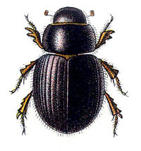 Aegialia arenaria