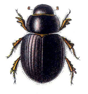 Aegialiinae Subfamily of beetles