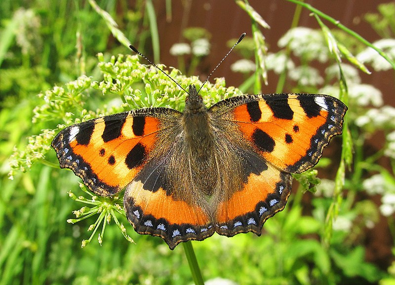 File:Aglais urticae Крапивница.jpg