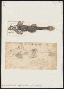 Agonus stegophthalmus - 1700-1880 - Chop etish - Iconographia Zoologica - Maxsus to'plamlar Amsterdam universiteti - UBA01 IZ13300085.tif