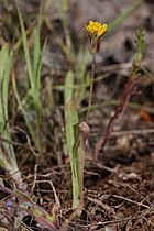   Agoseris heterophylla