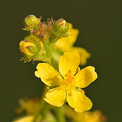 Harilik maarjalepp (Agrimonia eupatoria)