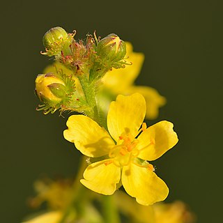 <i>Agrimonia</i> Genus of flowering plants