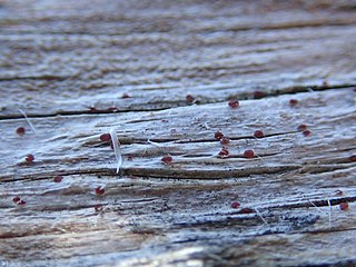 <span class="mw-page-title-main">Agyriaceae</span> Family of lichen-forming fungi