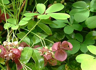 <span class="mw-page-title-main">Lardizabalaceae</span> Family of flowering plants