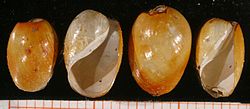 Akera bullata shell.jpg