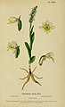 Pseudorchis albida (as syn. Gymnadenia albida) plate 18 in: Henry Correvon: Album des orchidées de l'Europe centrale et septentrionale Genève (1899)