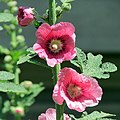 Alcea rosea L, biennial plant.jpg