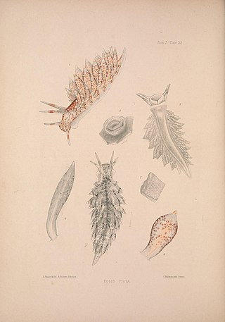 <span class="mw-page-title-main">Amphorina pallida</span> Species of gastropod