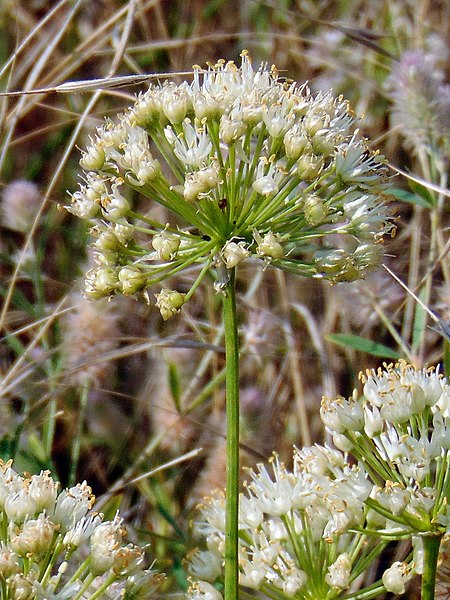 File:Allium flavescens 21(11). Khortytsya.jpg