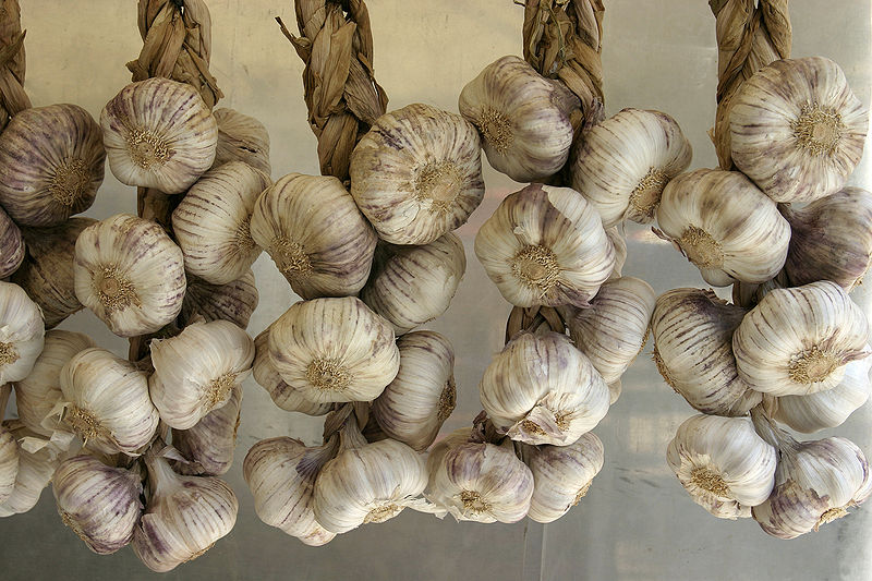 File:Allium sativum - Garlic - 01.jpg